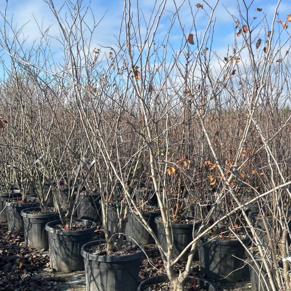 Cercis siliquastrum ‘Alba’ – belo judeževo drevo
