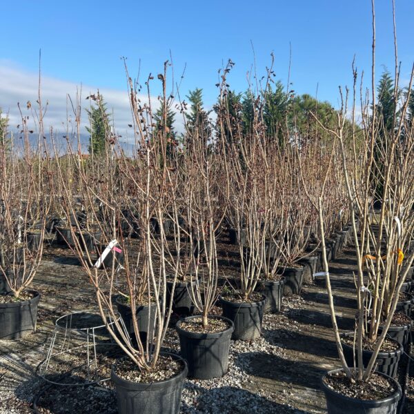 Cotinus coggygria 'Royal Purple' (Rdečelistni ruj)