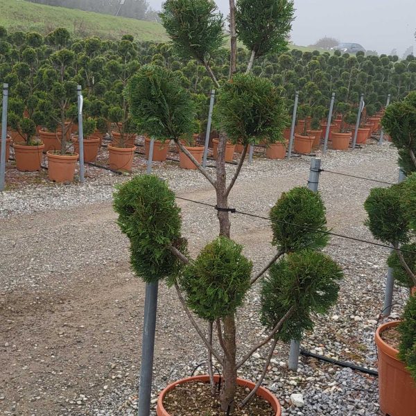 Cupressocyparis leylandii (Lejlandova cipresa)