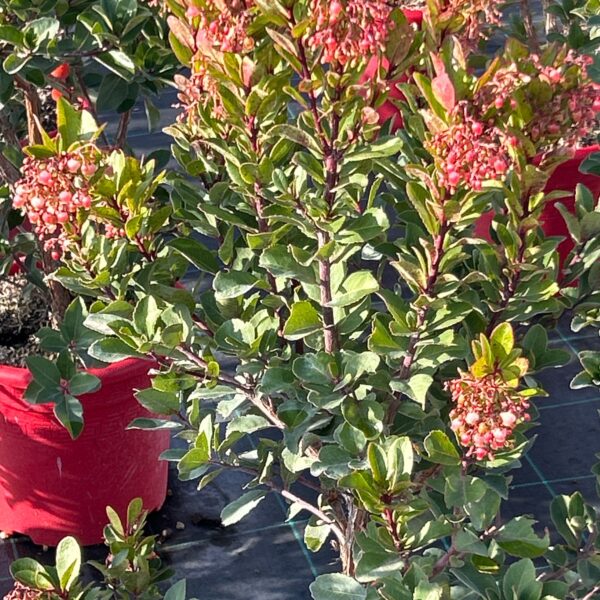 Arbutus unedo 'RUBRA'