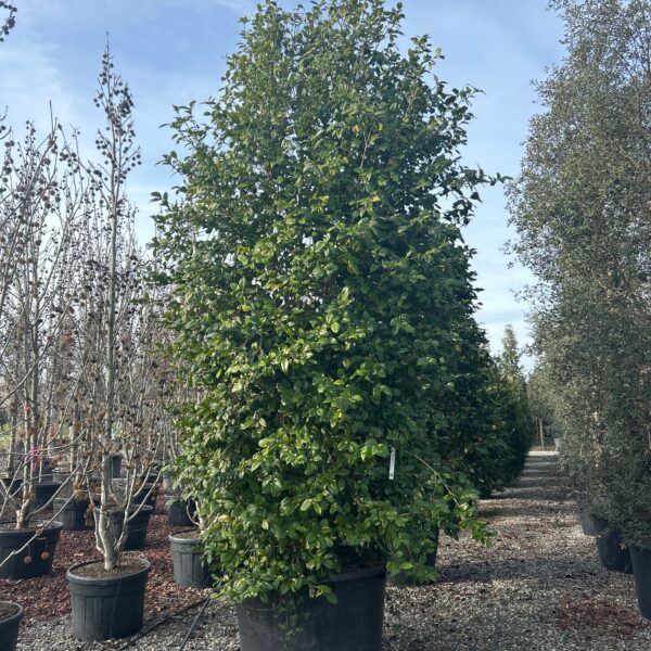 Camellia japonica 'SNOW-BIANCO'
