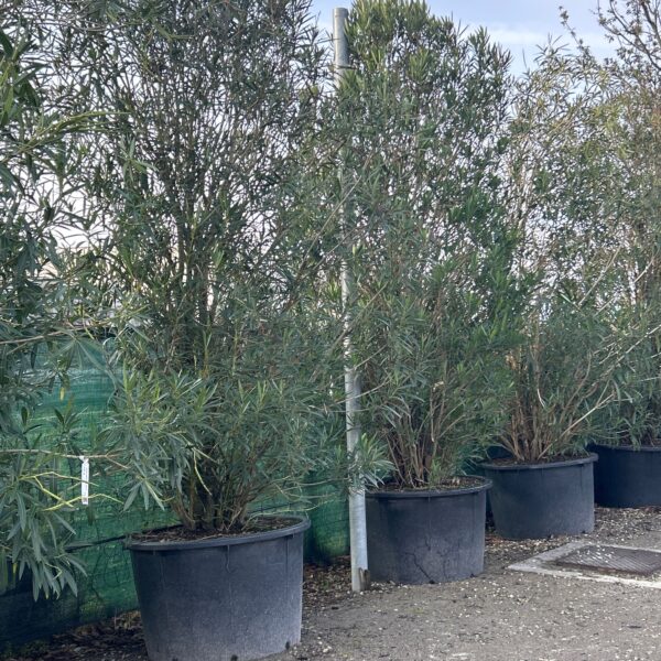 Nerium oleander 'BIANCO SEMPLICE'