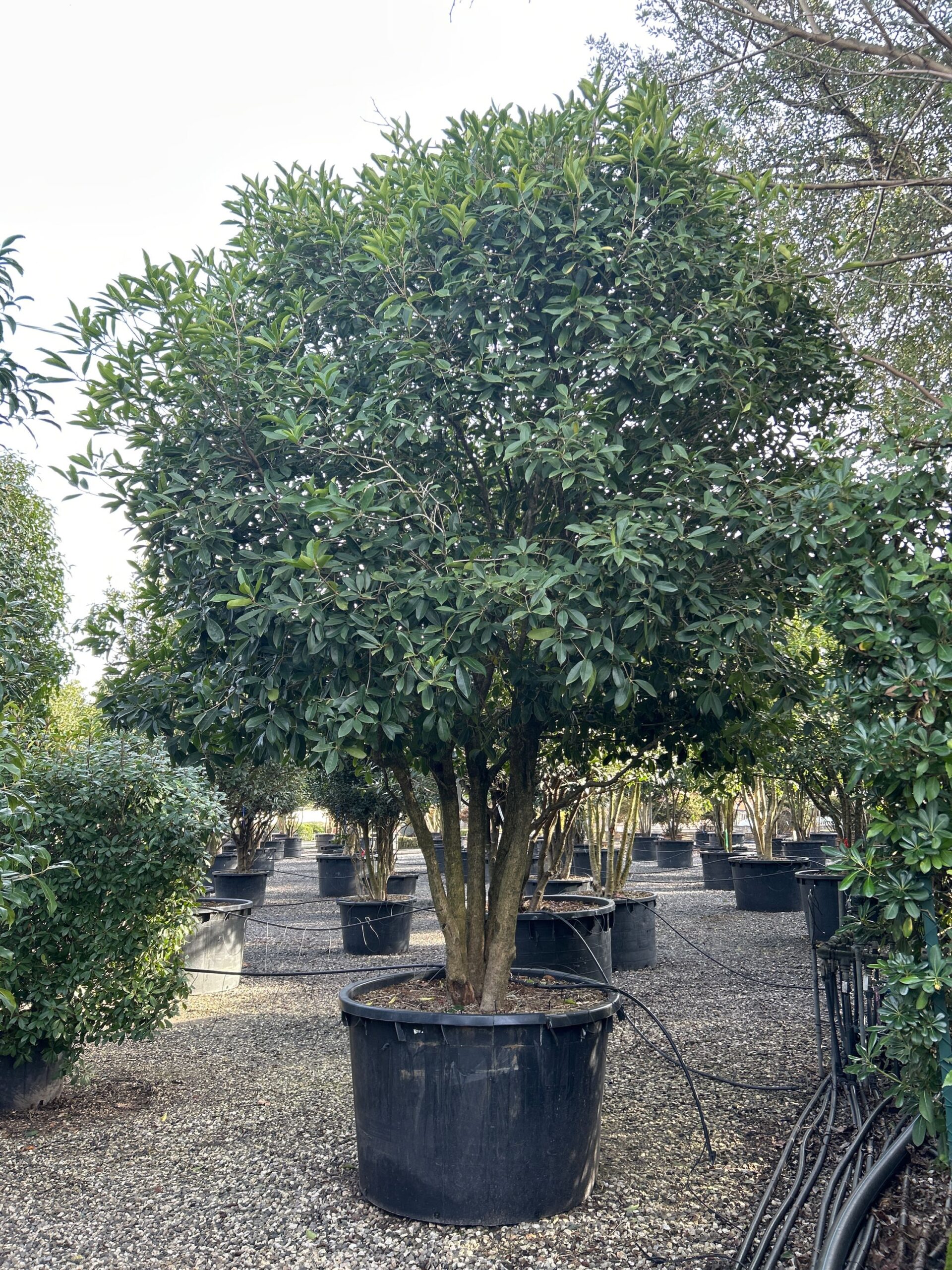 Osmanthus fragrans 'RUBRA' Osmanthus fragrans 'RUBRA' - slika 1