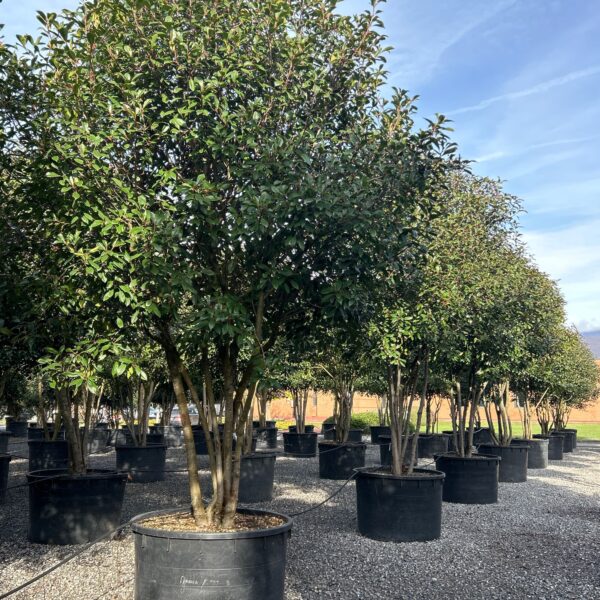 Photinia × FRASERI ''RED ROBIN'