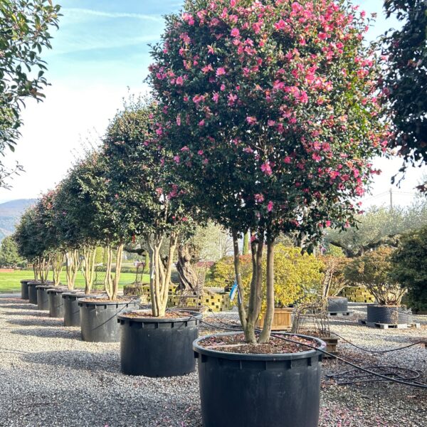 Camellia sasanqua 'CLEOPATRA-ROSA'