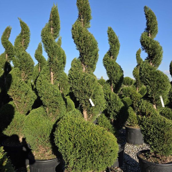 Cupressocyparis leylandii Oblikovana (Lejlandova cipresa)