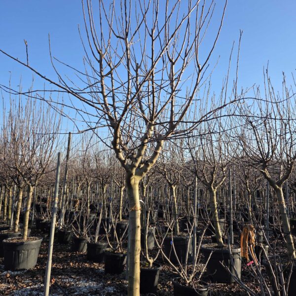 Malus communis 'FUJI'