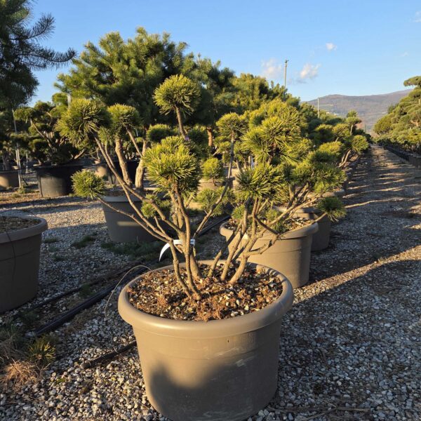 Pinus mugo 'MOPS'