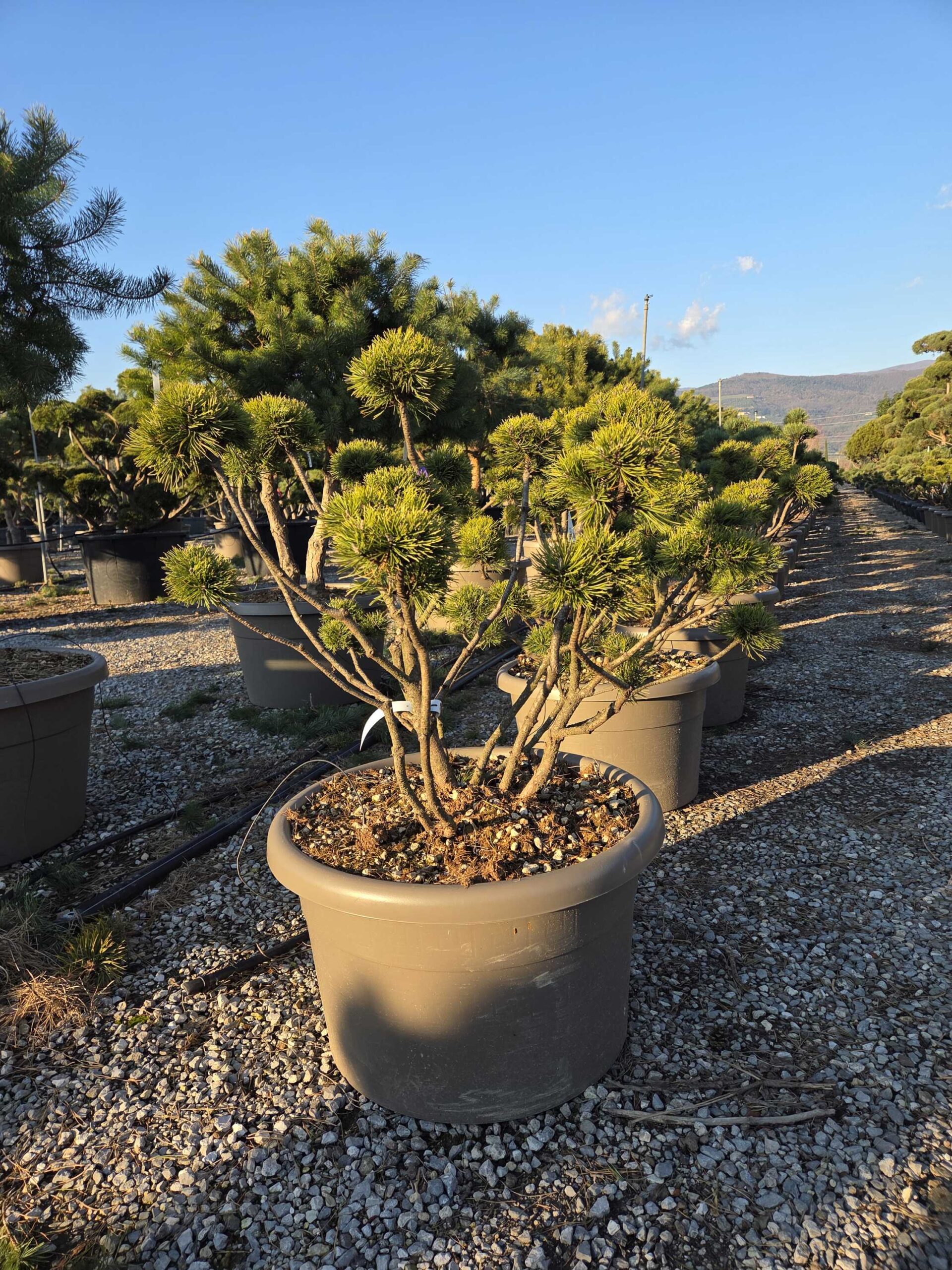 Pinus mugo 'MOPS' Pinus mugo 'MOPS' - slika 1