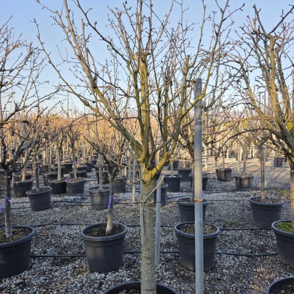 Pyrus communis 'CONFERENCE'