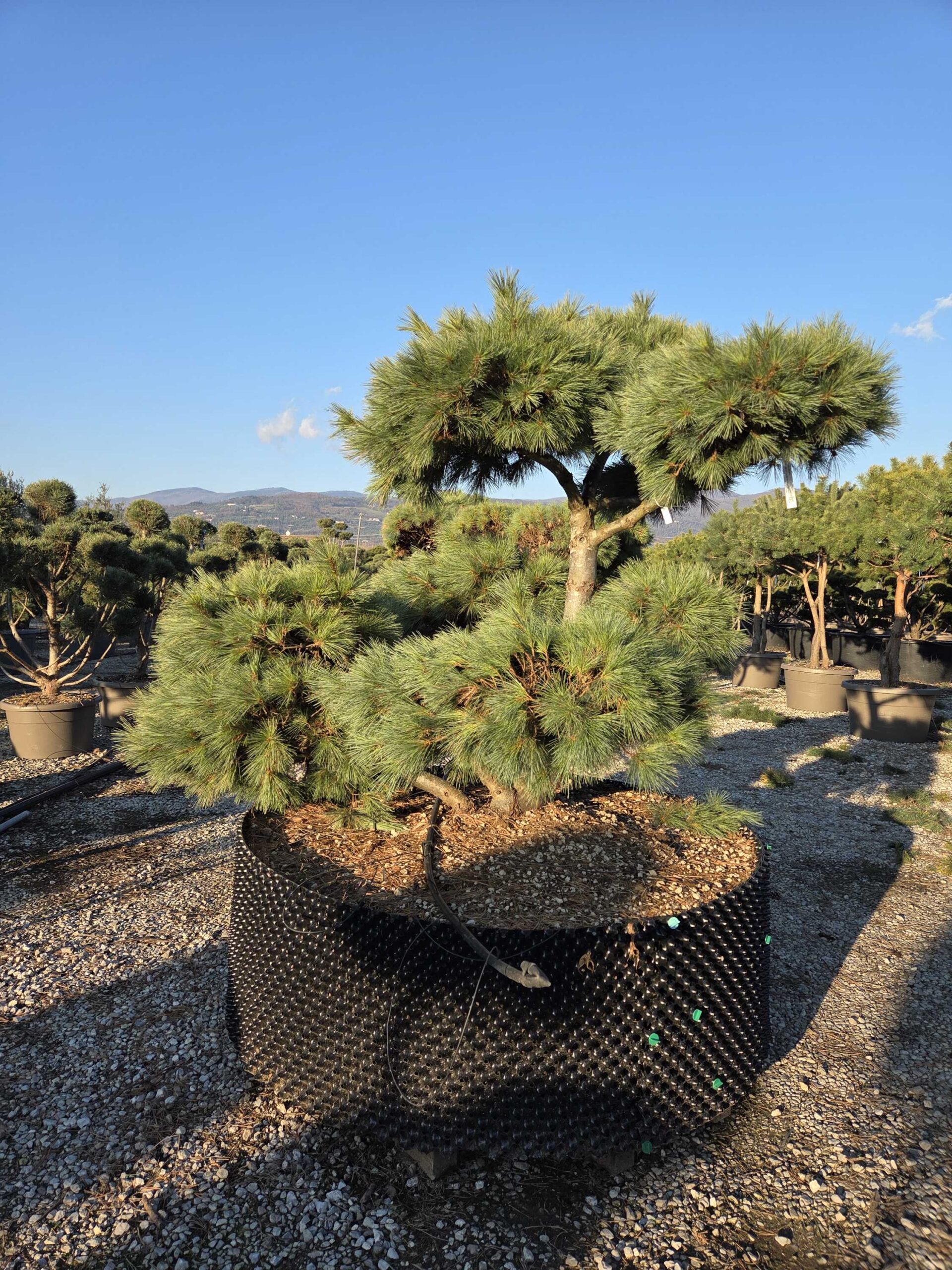 Pinus strobus 'MACOPIN' Pinus strobus 'MACOPIN' - slika 1