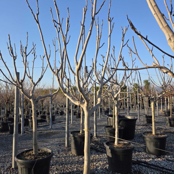 Ficus carica 'GOTA DE MIEL'