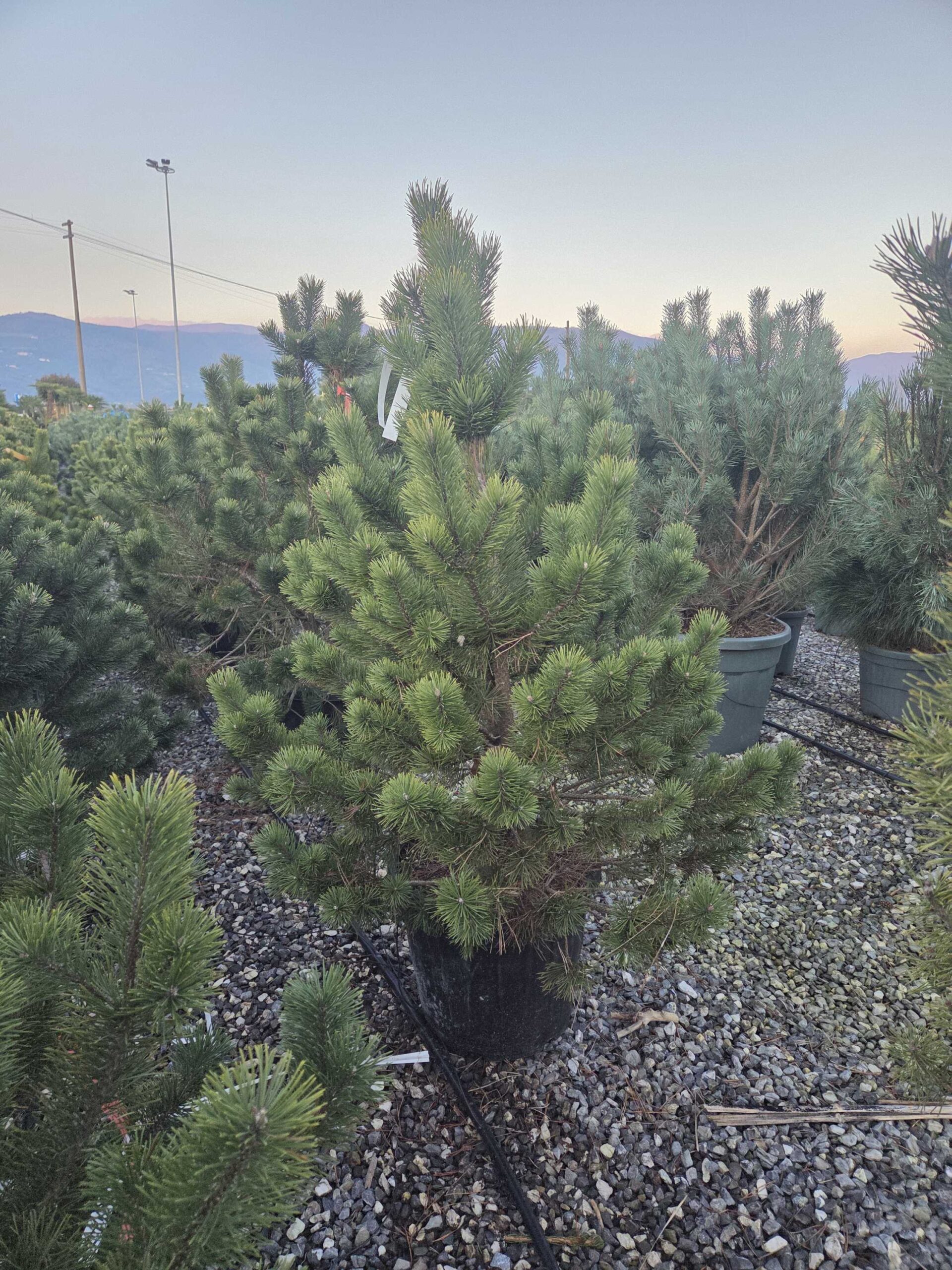 Pinus mugo 'SSP. UNCINATA' Pinus mugo 'SSP. UNCINATA' - slika 1