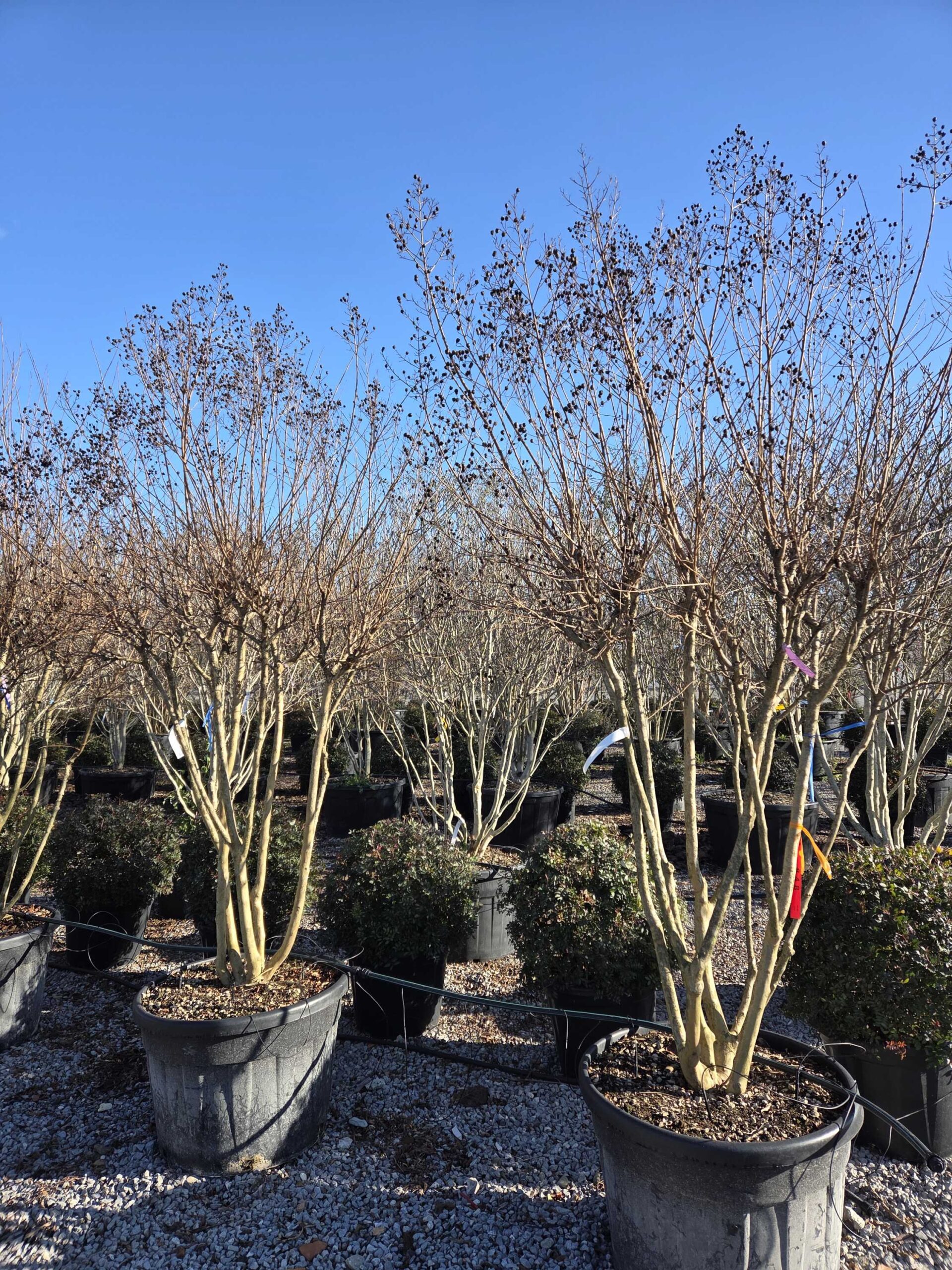 Lagerstroemia × MUSKOGEE Lagerstroemia × MUSKOGEE - slika 1