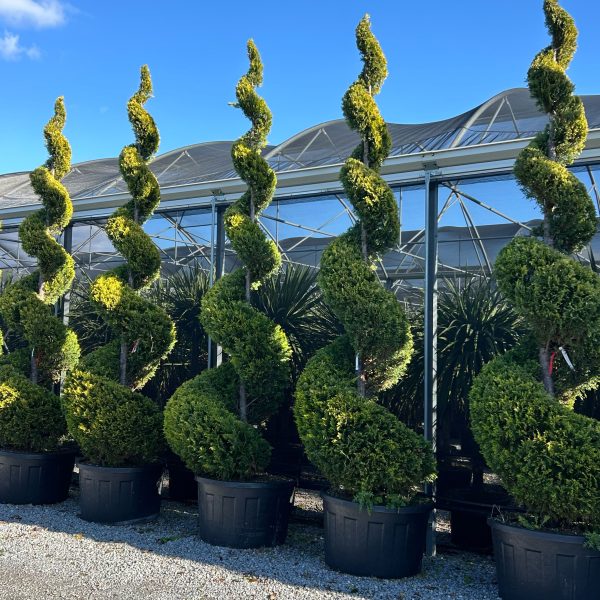 Cupressocyparis leylandii ‘Gold Rider’ (Zlati leylandijski cipres – SPIRALE)