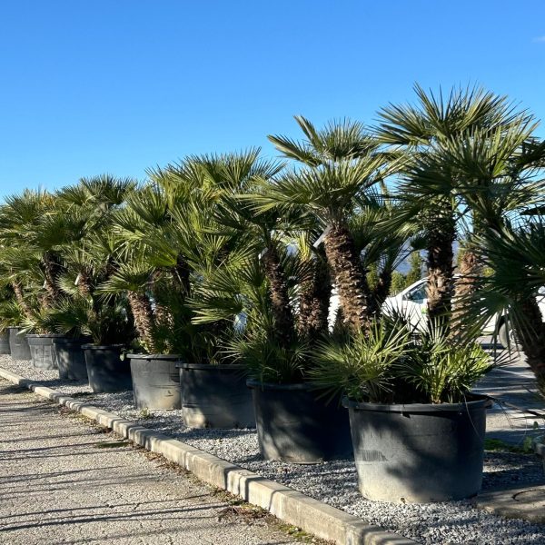 Chamaerops humilis (pritlikava bodičasta palma)