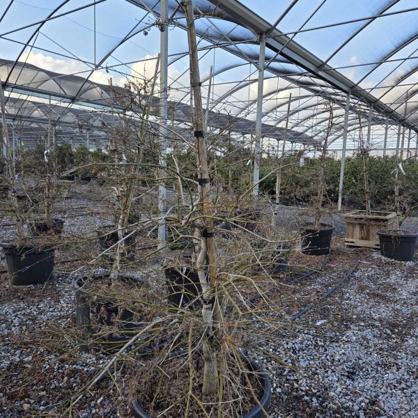 Acer palmatum dissectum 'Viridis' (Japonski javor 'Viridis')