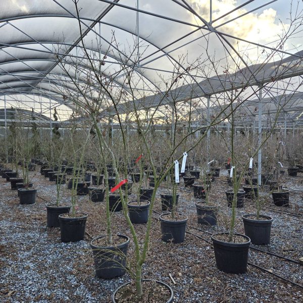 Acer  'Pacific Sunset'  (Ostrolistni javor)