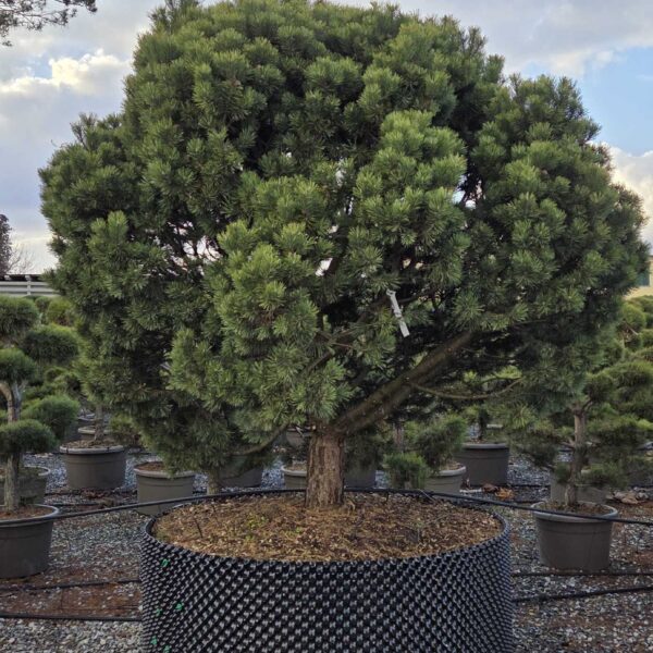 Pinus mugo 'MOPS'