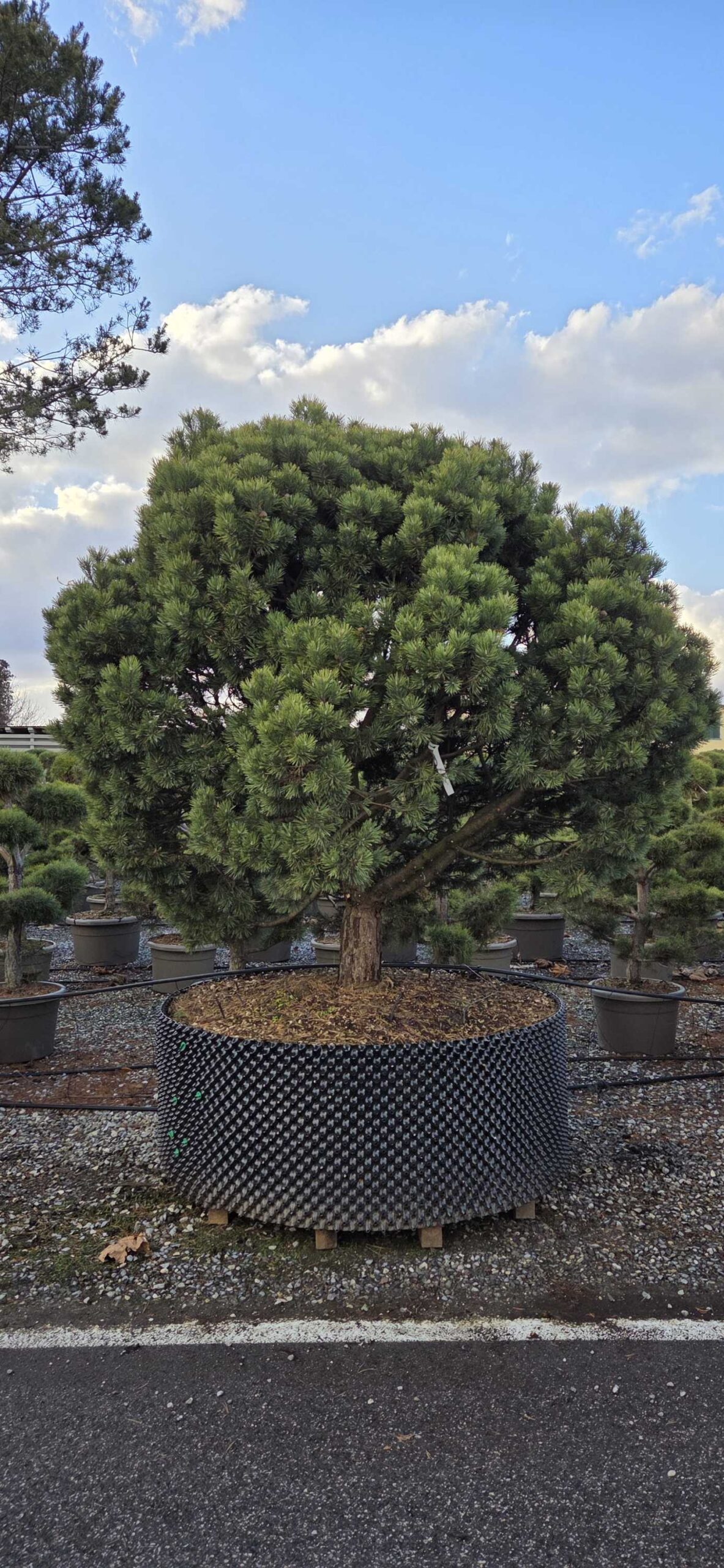 Pinus mugo 'MOPS' Pinus mugo 'MOPS' - slika 1