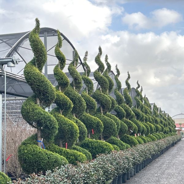 Cupressocyparis leylandii 'Castlew. Gold ' (Leylandova cipresa - SPIRAL)