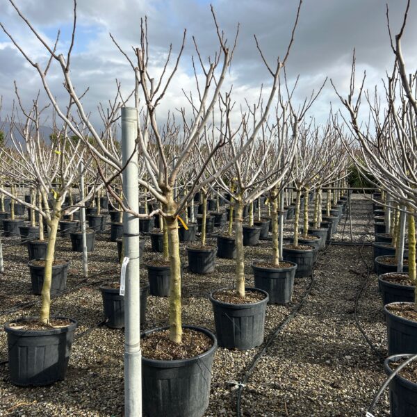 Ficus carica 'LONGUE D'AOUT'