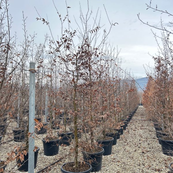 Carpinus betulus (Navadni beli gaber)