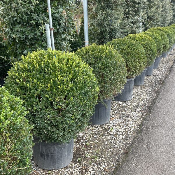Buxus sempervirens