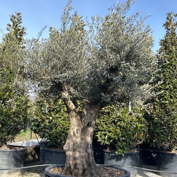 Olea Europaea (Oliva)