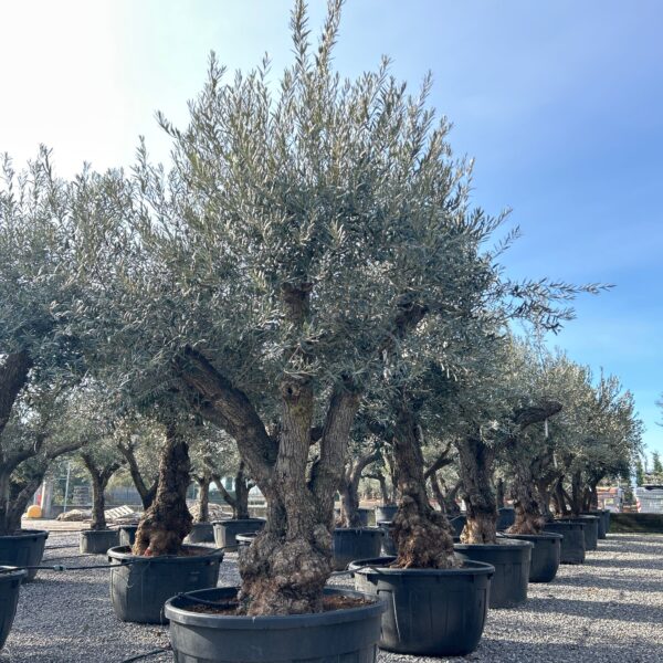 Olea Europaea (Oliva)