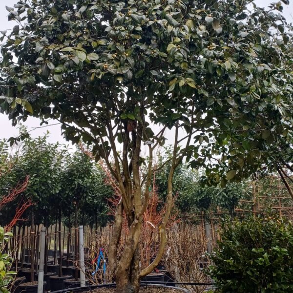 Camellia japonica 'ROSSO'
