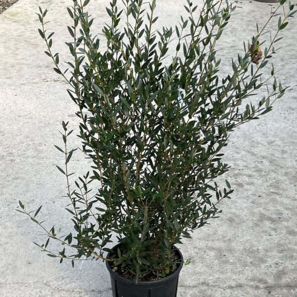 Phillyrea angustifolia