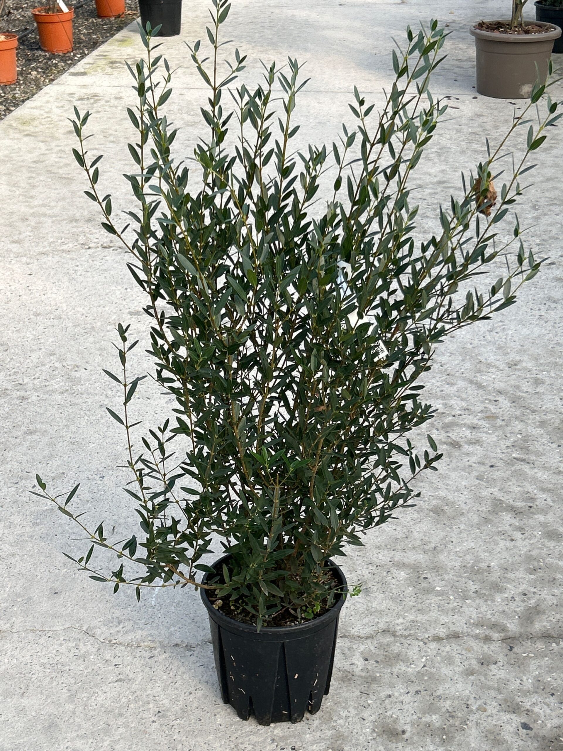 Phillyrea angustifolia Phillyrea angustifolia - slika 1
