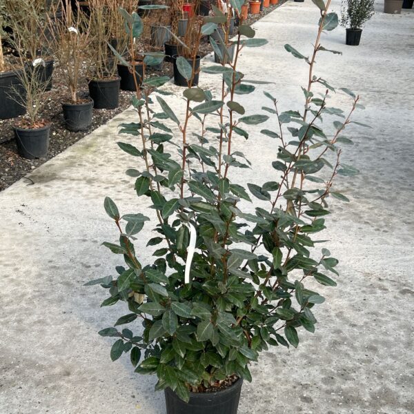 Eleagnus x ebbingei (Oljkovec)