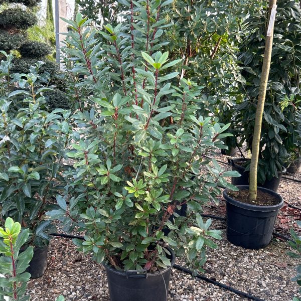 Arbutus unedo (Navadni jagodnjak)