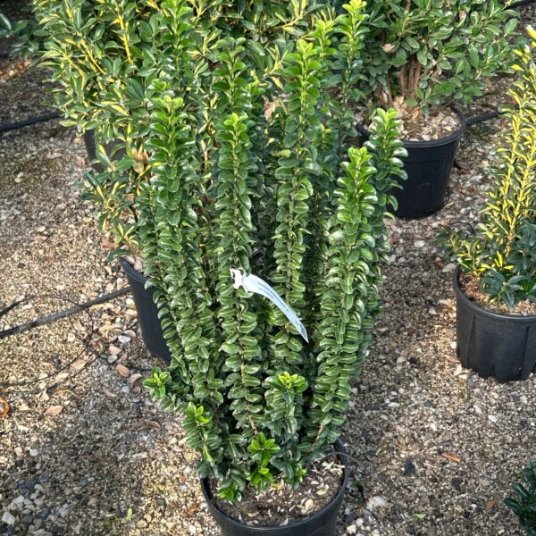 Euonymus jap. 'Benkomasaki' Japonska trdoleska