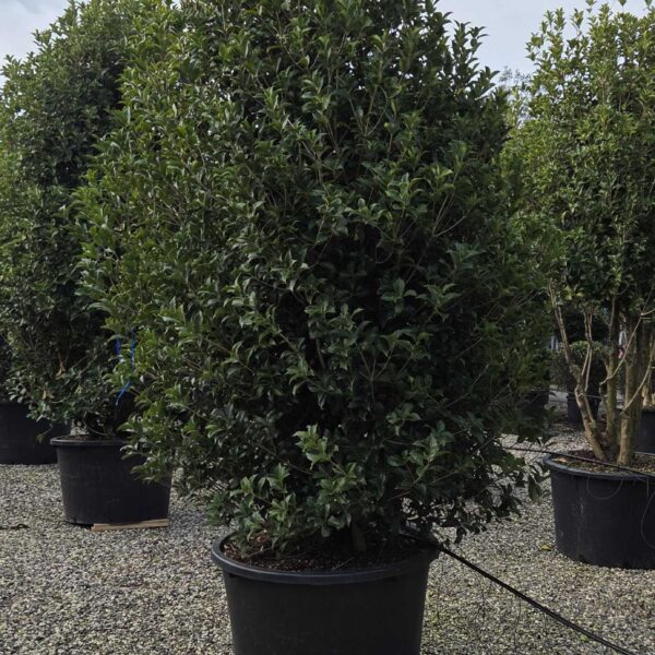 Osmanthus × FORTUNEI