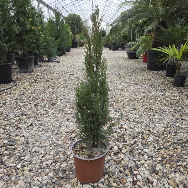 Cupressus sempervirens 'Pyramidalis' (Stebrasta cipresa)
