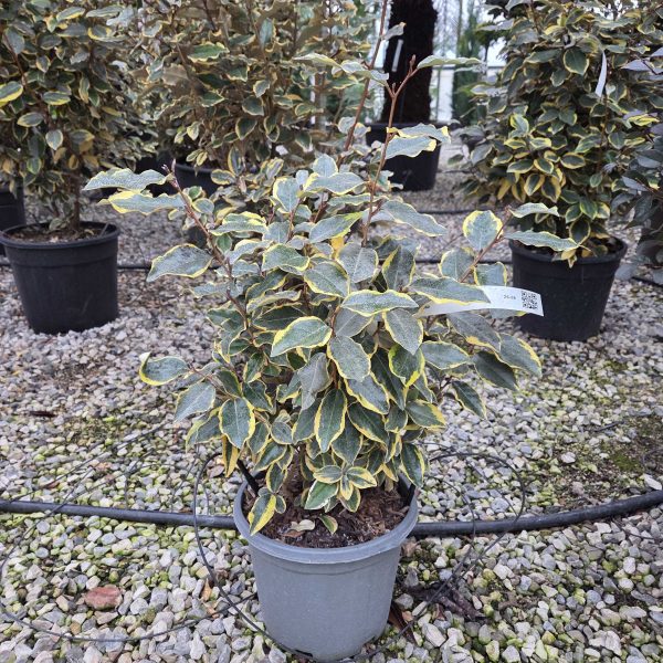 Elaeagnus ebbingei 'Viveleg' (Navadni oman Marela)