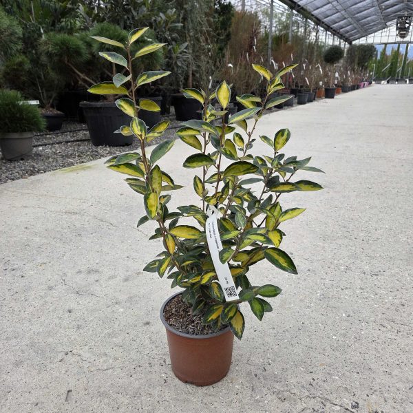Eleagnus x ebbingei 'Limelight' (Pisanolistni oljkovec)