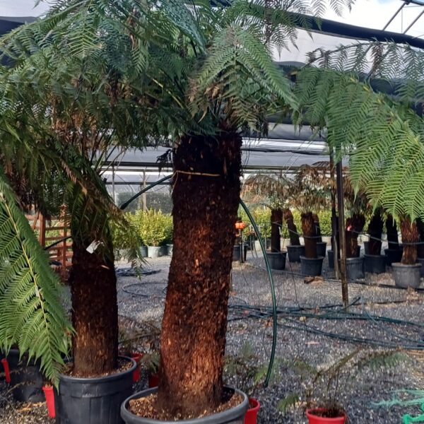 Dicksonia antarctica
