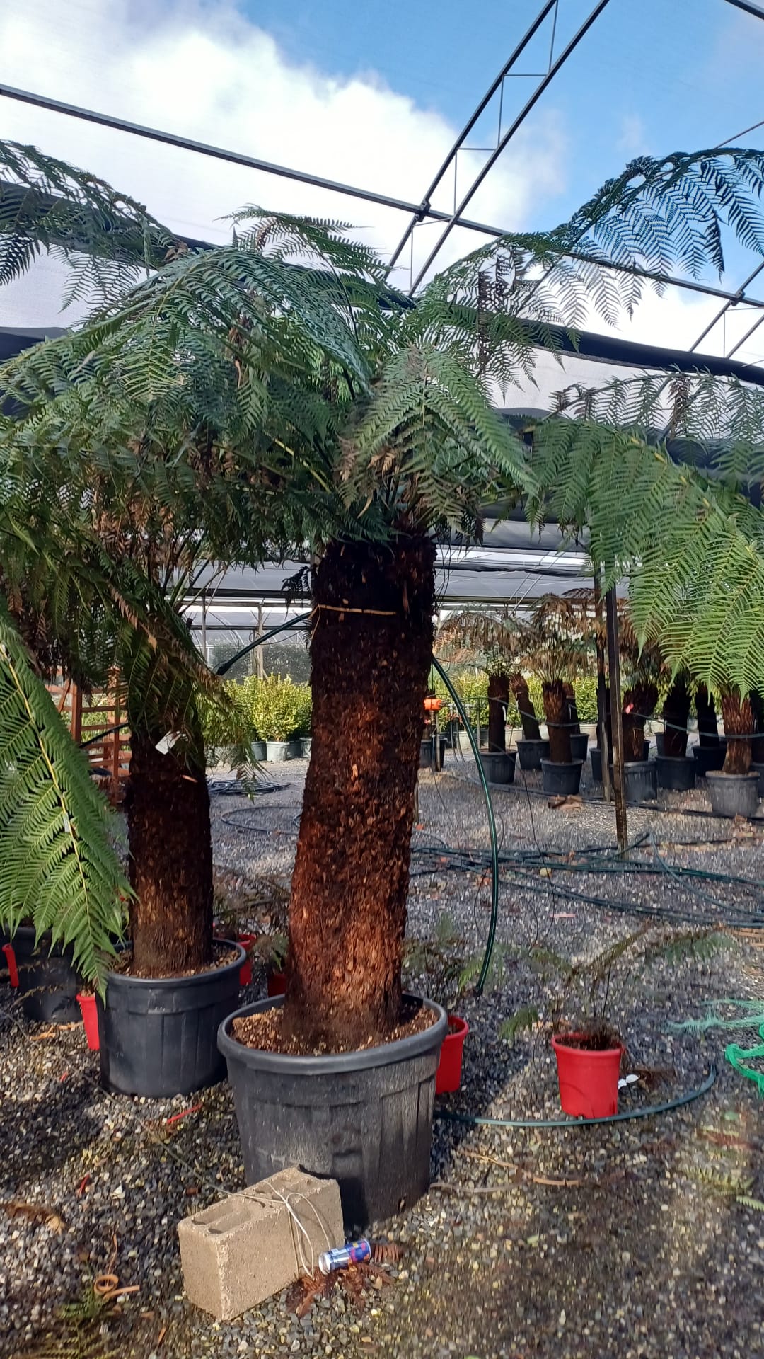 Dicksonia antarctica Dicksonia antarctica - slika 1