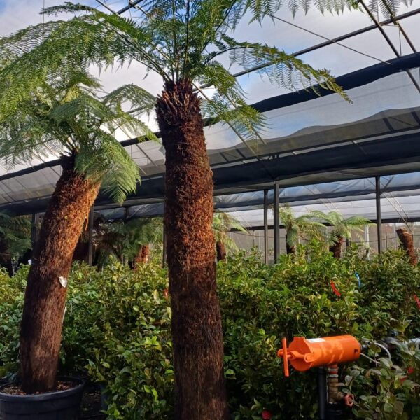 Dicksonia antarctica
