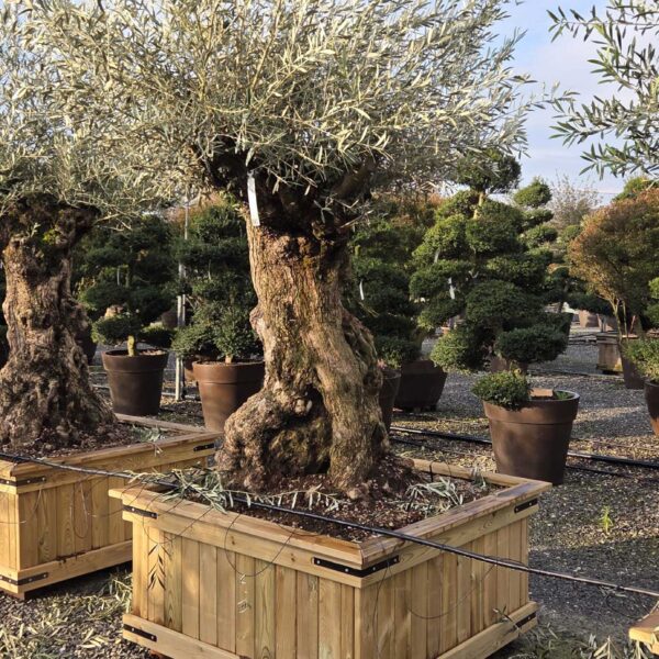 Olea Europaea (Oliva)