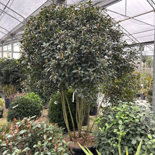 Photinia × FRASERI ''CARRE' ROUGE'