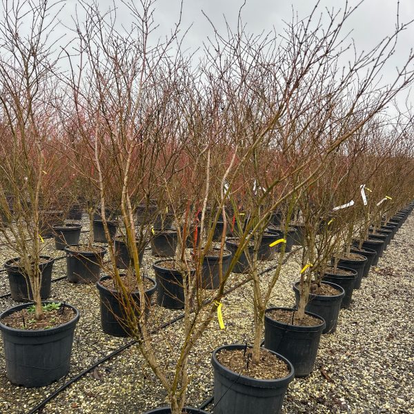Acer palmatum Summergold' (Pahljač javor)
