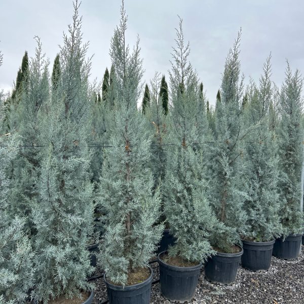 Cupressus arizonica 'Fastigiata' (Arizonska cipresa )