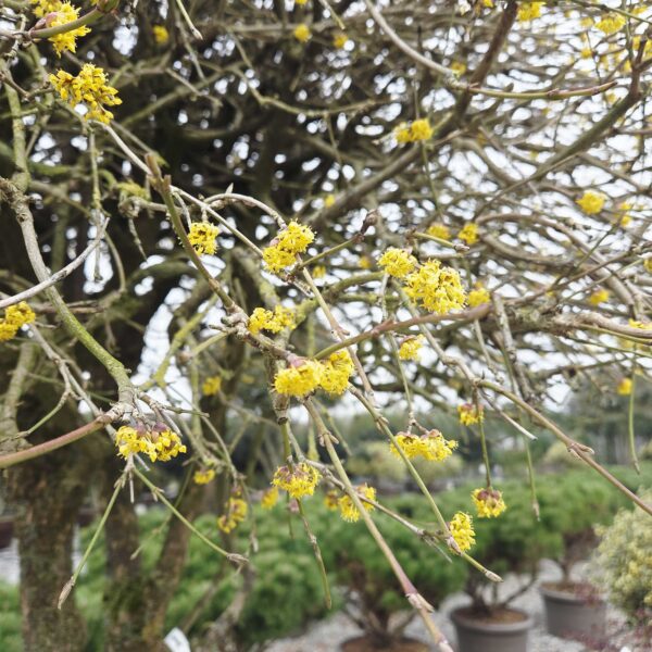 Cornus mas