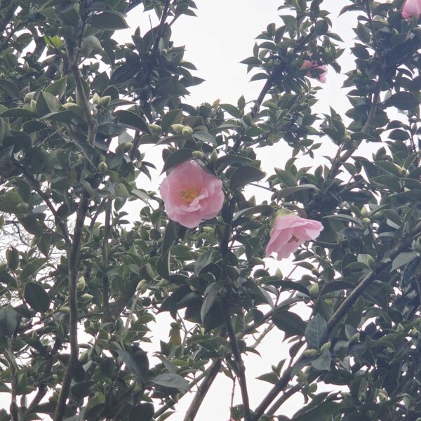 Camellia × WILLIAMSII ''CITATION-ROSA'