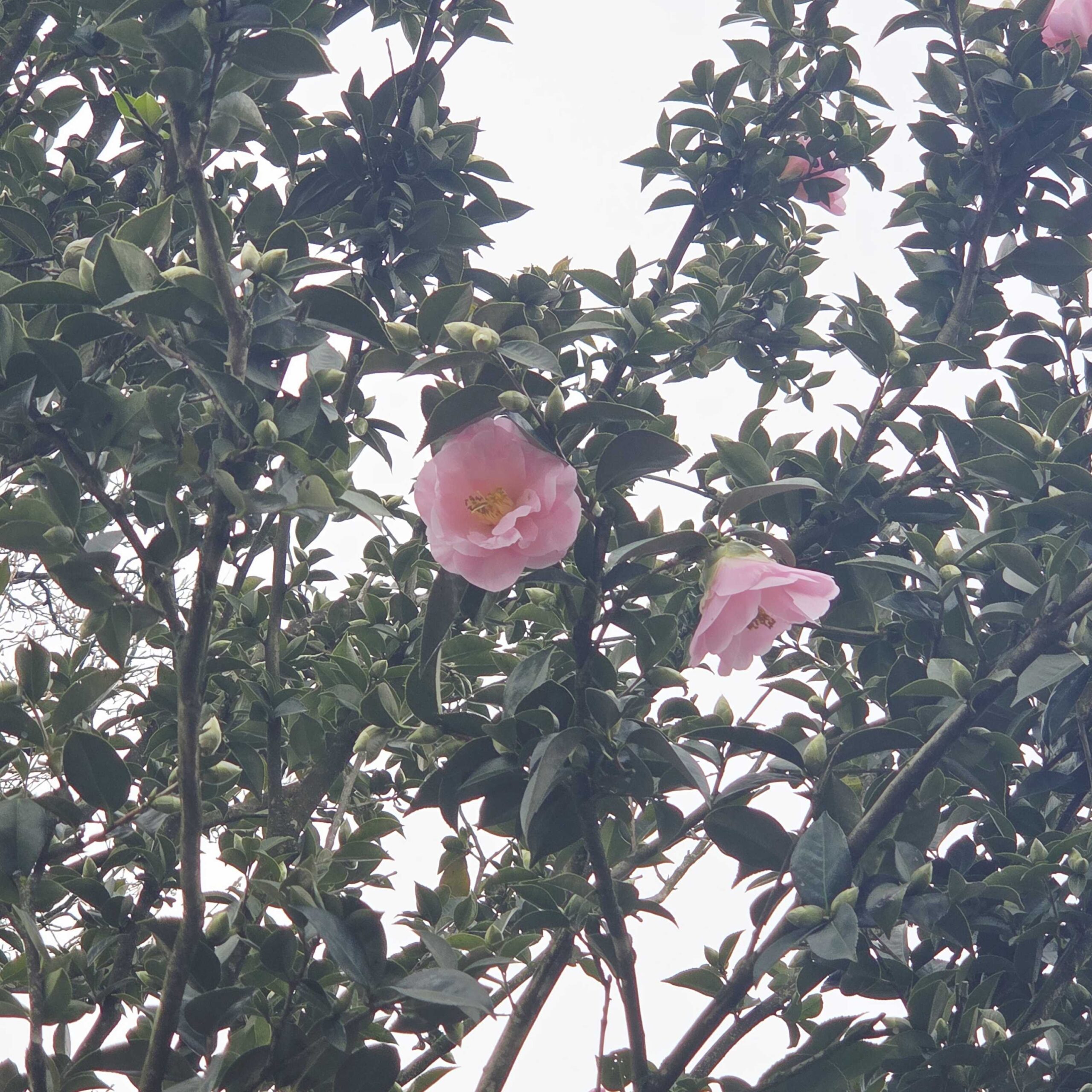 Camellia × WILLIAMSII 'CITATION-ROSA' Camellia × WILLIAMSII ''CITATION-ROSA' - slika 1